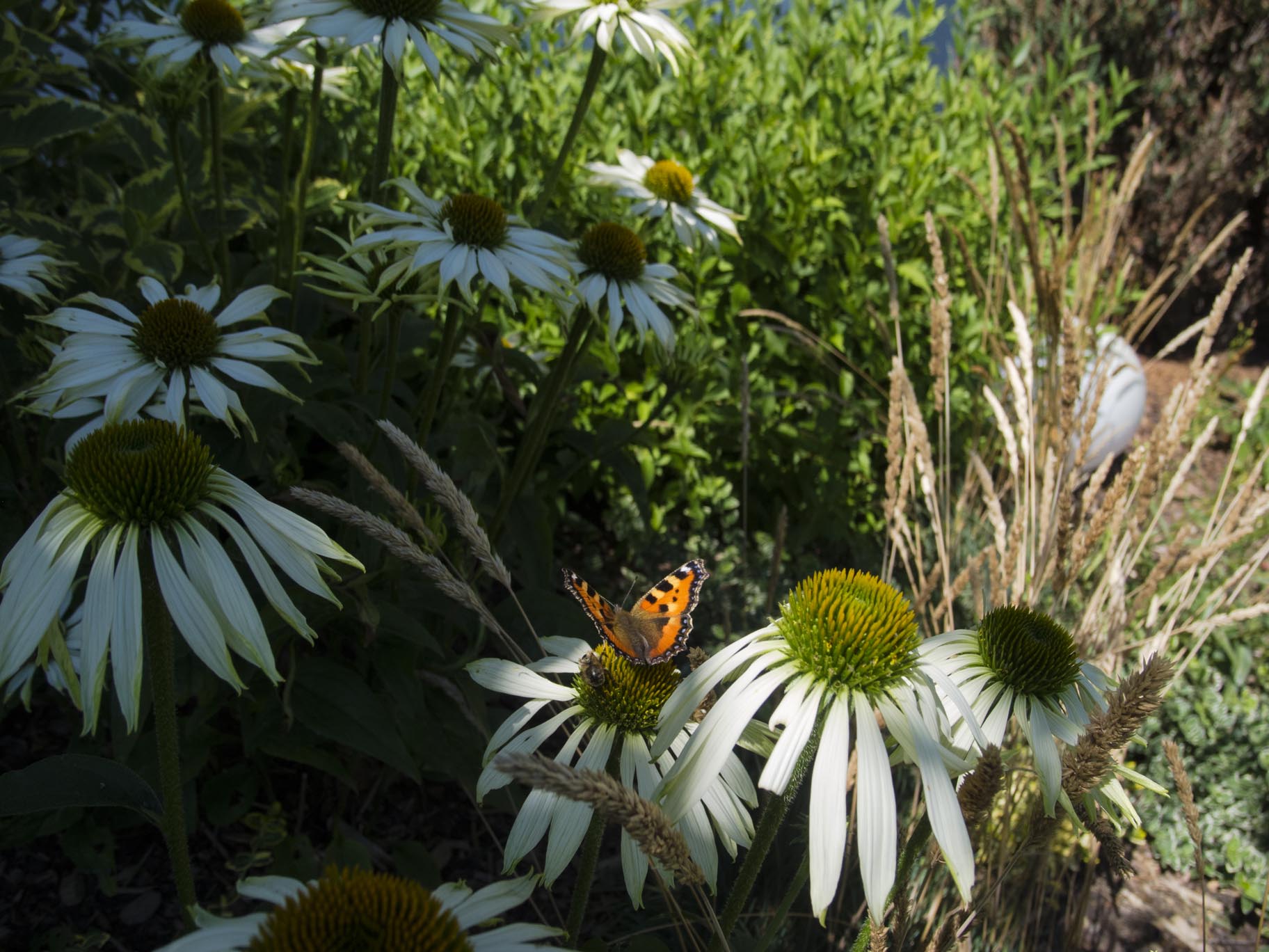 Sulla Collina, garden, butterfly